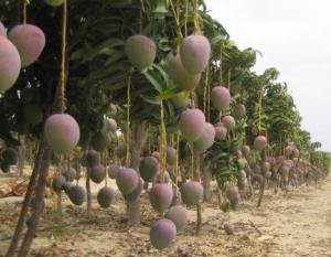 CULTIVOS DE MANGOS ESTÁN SIENDO REEMPLAZADOS POR UVAS