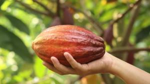Cuna del cacao: estudio apunta a Ecuador y Perú como el origen de la domesticación
