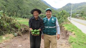 Cusco: envíos de palta Hass de Limatambo crecieron 177.5% en la presente campaña