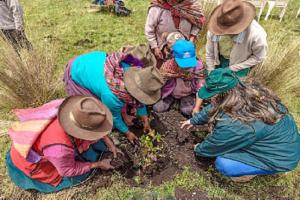 Cusco: inician instalación de 10 mil plantones en cuencas de Anta para protección ante lluvias