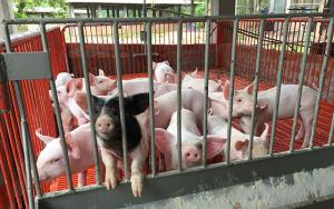 Cusco: productores de La Convención mejoran calidad genética de cerdos con proyecto de innovación
