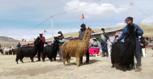 Cusco será sede del IX Festival Internacional de Camélidos Sudamericanos