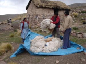 CUSCO: TRANSFORMAN FIBRA DE ALPACA PARA CONSEGUIR MEJORES PRECIOS 