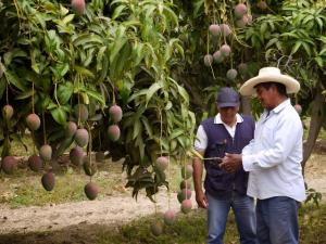 De los 10 mil productores de mango que hay en Piura, solo el 10% está asociado