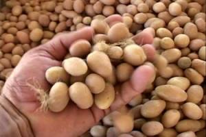 Debe impulsarse recambio de semillas en los Andes para asegurar la producción de alimentos de calidad