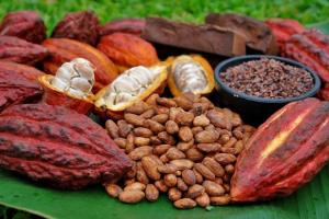 DECLARAN AL CACAO PRODUCTO BANDERA DEL PERÚ 