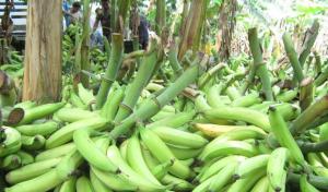 Declaran alerta fitosanitaria en todo el territorio nacional por plaga del hongo del banano