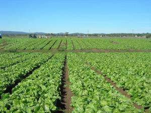 DECLARAN PRIORIDAD LA SOSTENIBILIDAD DE LA ACTIVIDAD AGRARIA EN HUANCAVELICA E ICA