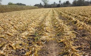 Déficit de lluvias y altas temperaturas afectarían cultivos en San Martín