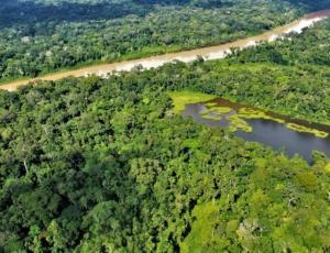 Deforestación se reduce en diez regiones con bosques amazónicos