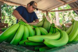 Derivados del banano orgánico beneficiarían a 9.000 productores