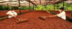 Desafío en el cacao radica en la elaboración de productos de mayor valor agregado