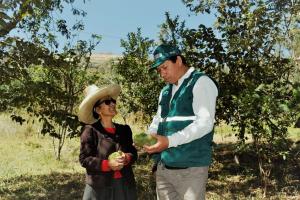 Desarrollan acciones sanitarias en Cajamarca para mejorar la productividad de la chirimoya