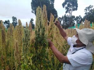 Desarrollan nueva variedad de quinua con alto valor nutricional y calidad genética