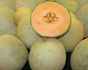 DESARROLLAN SISTEMA ANTIMICROBIAL PARA MELÓN CANTALOUPE