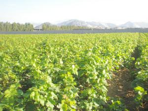 DESARROLLAN TECNOLOGÍA PARA DESINFECTAR SUELOS