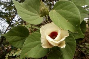 Descubren plantas de algodón de fibra verde endémica en Lambayeque