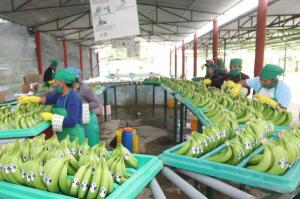 Despachos de banano fresco sumaron 77.070 toneladas en lo que va de la presente campaña