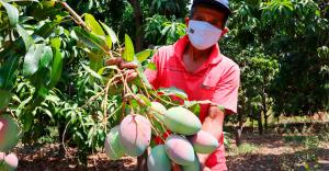 Despachos de mango peruano caen -73% en Europa y -76% en Norteamérica 