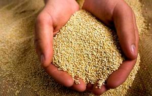 Despachos peruanos al exterior de quinua en grano caen en volumen -11.59% hasta el 6 de noviembre