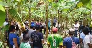 Destinan casi S/ 20 millones para impulsar producción de plátano en el Vraem
