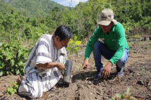 Devida asistió a 5.938 hectáreas de café y cacao en beneficio de 5.036 familias este año