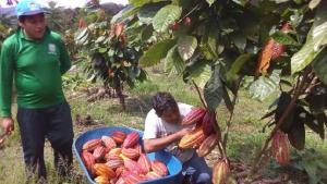 Devida entrega 10.900 kilos de fertilizantes y biofertilizantes para abonar 207 hectáreas de cacao, cítricos y piña