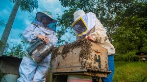 Devida impulsa apicultura en Huánuco para fomentar desarrollo sostenible