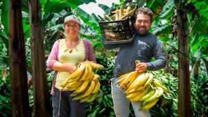 Devida impulsará cultivo de plátano en 500 familias de San Martín