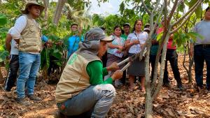 Devida potenciará habilidades técnicas de más de 3.668 familias cacaoteras del VRAEM