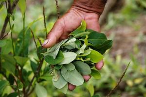 Devida realiza estudio para determinar la demanda de hoja de coca con fines legales