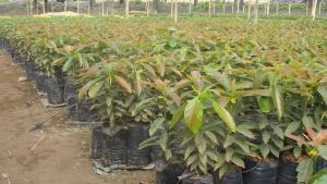 Devida y Municipalidad Distrital de Luricocha entregan 50.000 plantones de palta para potenciar cultivo