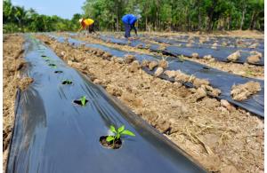 Dictarán taller de “Agricultura de ahorro de agua para mitigar impactos del cambio climático”
