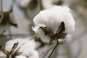 Diez empresas peruanas forman parte del U.S. Cotton Trust Protocol para garantizar sostenibilidad del algodón