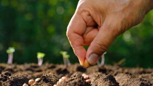 Diez empresas proveen al país con el 72% de las semillas que se importan