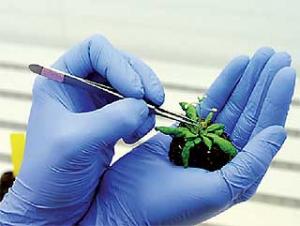 DISCUTIRÁN LEY DE MORATORIA DE INGRESO Y PRODUCCIÓN DE ORGANISMOS VIVOS MODIFICADOS