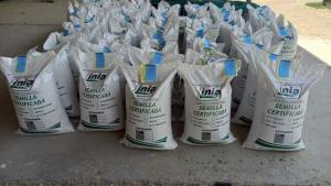 Disponen más de 10 toneladas de semillas de trigo harinero con alta calidad para Arequipa