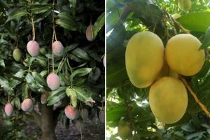 Disponibilidad de mango en Estados Unidos disminuye significativamente este invierno ante menor producción de Perú y Ecuador