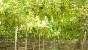 Doble cosecha en el norte y manejo de variedades tardías de uva de mesa en Ica hacen crecer ventana comercial
