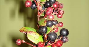 “Domesticación de Berries Nativos será el proyecto más importante de la sierra del Perú”