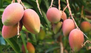 Dominus adquirirá más tierras para mango
