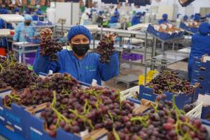 Don Ricardo, Agrolatina y Agrokasa tuvieron los mayores incrementos en exportaciones de uva en la actual temporada
