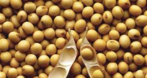 Dos nuevos estudios evidencian aumento en adopción de cultivos biotecnológicos en casi cinco millones de hectáreas durante el 2017