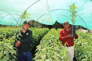 DRA Ayacucho produce 6.000 plantones de palto y 4.333 plantones de cítricos