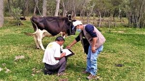 DRA Cajamarca brinda 8.638 asistencias técnicas pecuarias a productores de ganado en la región
