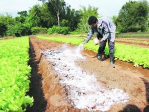 DRA Junín entregó 32 toneladas de cal agrícola a productores de Satipo
