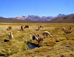 DRA Tacna comprará forrajes para camélidos sudamericanos
