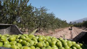 DRA Tacna mostró avances del plan de trabajo contra la plaga de la orthezia