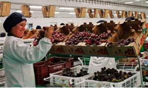 Ecosac: Nuevos consumidores jóvenes prefieren uvas sin semilla