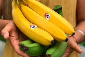 Ecuador convoca una cumbre latinoamericana del banano para el 12 de enero